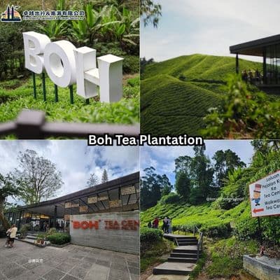 BOH Tea Garden